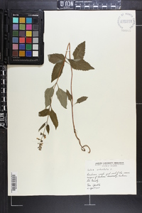 Salvia urticifolia image