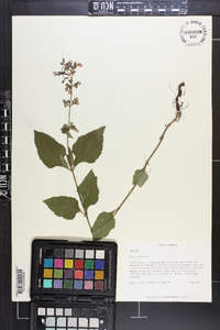 Salvia urticifolia image