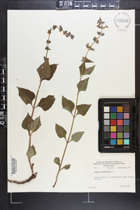 Salvia urticifolia image