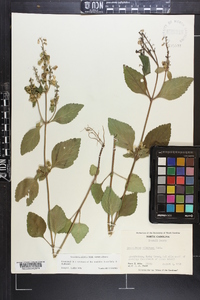 Scutellaria elliptica var. elliptica image