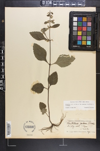 Scutellaria elliptica var. elliptica image