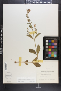 Scutellaria elliptica var. elliptica image