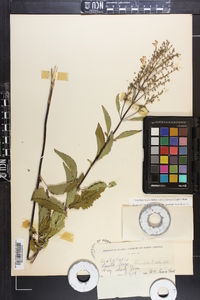Scutellaria incana var. punctata image