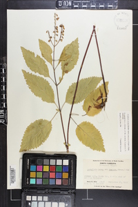 Scutellaria incana image