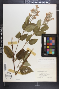 Scutellaria incana image