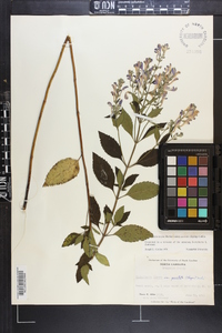 Scutellaria incana var. australis image