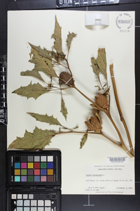 Datura stramonium image