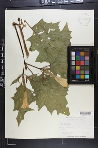 Datura stramonium image