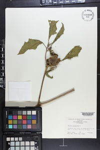 Datura stramonium image