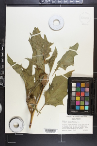 Datura stramonium image