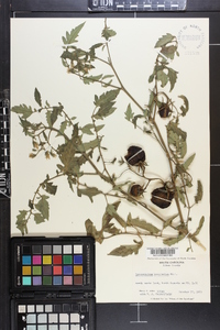 Solanum lycopersicum image