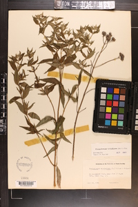 Pycnanthemum verticillatum image