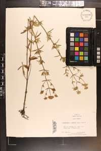 Pycnanthemum flexuosum image