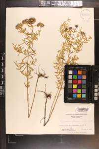 Pycnanthemum flexuosum image