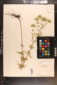 Pycnanthemum flexuosum image