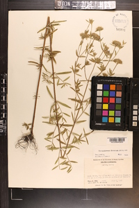 Pycnanthemum flexuosum image