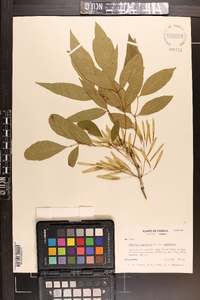Fraxinus americana var. americana image