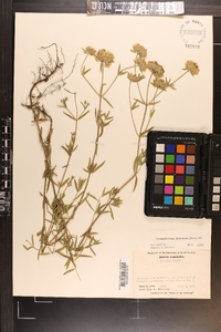 Pycnanthemum flexuosum image