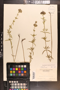 Pycnanthemum flexuosum image