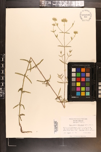 Pycnanthemum flexuosum image