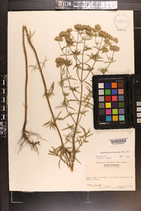 Pycnanthemum flexuosum image