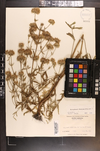 Pycnanthemum flexuosum image