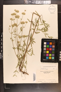 Pycnanthemum flexuosum image