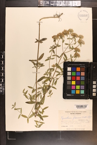 Pycnanthemum flexuosum image