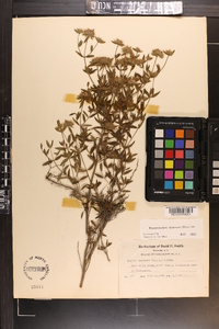 Pycnanthemum flexuosum image