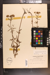 Pycnanthemum flexuosum image