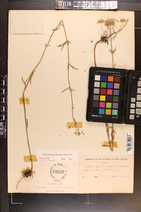 Pycnanthemum flexuosum image