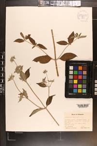 Pycnanthemum albescens image