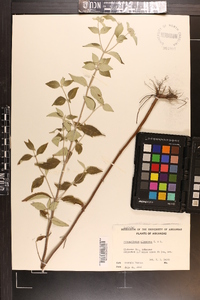 Pycnanthemum albescens image