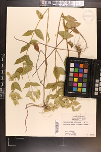 Pycnanthemum albescens image