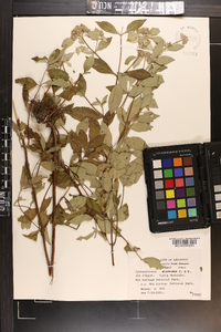 Pycnanthemum albescens image