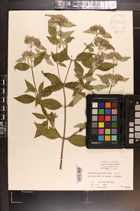 Pycnanthemum albescens image