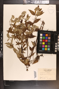 Pycnanthemum albescens image