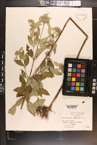 Pycnanthemum albescens image