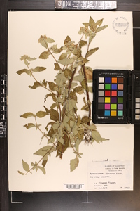 Pycnanthemum albescens image