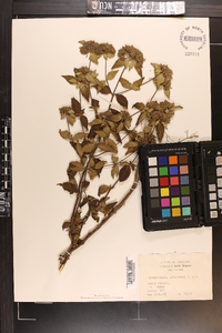 Pycnanthemum albescens image