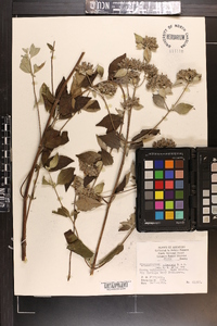 Pycnanthemum albescens image