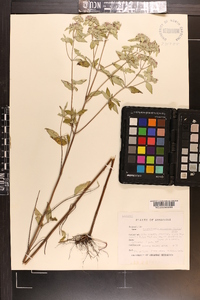 Pycnanthemum albescens image