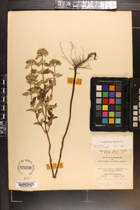 Pycnanthemum albescens image