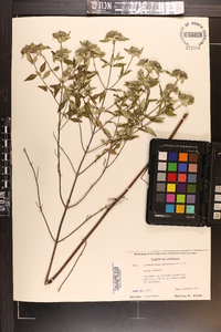 Pycnanthemum albescens image