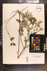 Pycnanthemum albescens image