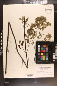 Pycnanthemum albescens image