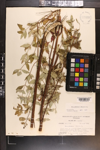 Pycnanthemum albescens image