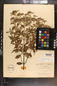 Pycnanthemum albescens image