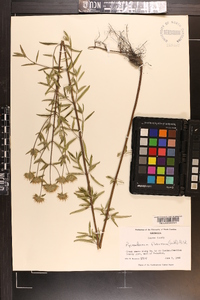 Pycnanthemum flexuosum image
