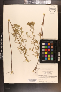 Pycnanthemum flexuosum image